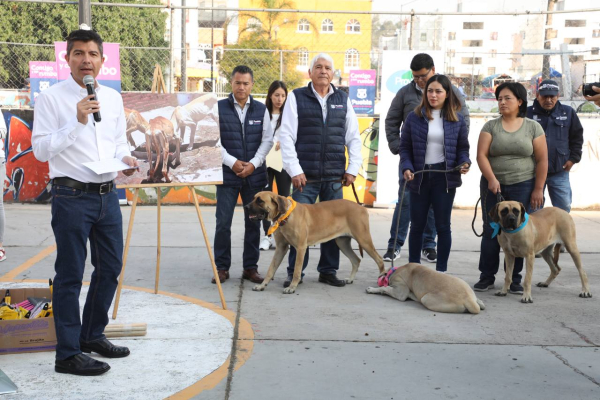 Ayuntamiento de Puebla rescata 11 perritos callejeros